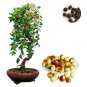 Fresh Jujube Seed Chinese Taiwan Big Jujube Seed Fruit Tree Seed Tropical Fruit Seed