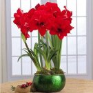 Fresh Amaryllis Bulbs True Hippeas Flowers Barbados Lily Bulbous (Col:1)