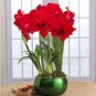 Fresh Amaryllis Bulbs True Hippeas Flowers Barbados Lily Bulbous (Col:1)