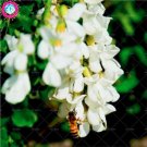 Fresh Sophora japonica Seed flowers Seed tree perennial flowering woody semillas a
