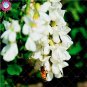 Fresh Sophora japonica Seed flowers Seed tree perennial flowering woody semillas a