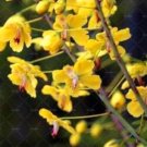 Fresh Sophora japonica Seeds (Yellow Flowers)