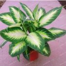 Fresh Aglaonema Spp High Humidity Desk Seed Air eningRadiation Protect (Color: 1)