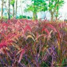 Fresh Pennisetum Seed Ornamental Herb Grass Perennial Potted Flower (Color: 11)