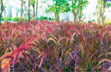 Fresh Pennisetum Seed Ornamental Herb Grass Perennial Potted Flower (Color: 11)