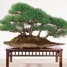 Fresh Japanese Black Pine Natural Seed Seed Wooden Perennial s Packaging (Color: 8)