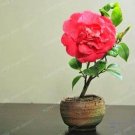 Fresh Mini Rose Seed Miniature Rose Seed