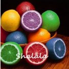 Fresh Rainbow Lemon Seed Dwarf Lime Tea Fruit Citrus Limon Tree 50pcs (Color: 3)