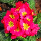 Fresh Europe Primula Acaulis Seed Primrose Seed Flower Seed s (Color: 12)