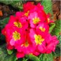 Fresh Europe Primula Acaulis Seed Primrose Seed Flower Seed s (Color: 12)