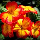 Fresh Europe Primula Acaulis Seed Primrose Seed Flower Seed s (Color: 3)