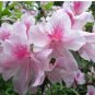 Fresh Azalea Seed potted Seeds flower Seeds variety complete