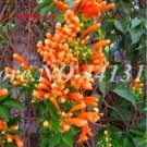 Fresh Honeysuckle Fragrant Seed Climbing Lonicera Japonica Vine Flower Air Purify