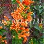Fresh Honeysuckle Fragrant Seed Climbing Lonicera Japonica Vine Flower Air Purify