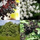 Fresh Black Elderberry Sambucus nigra 100+ seeds Semillas Graines