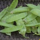 Fresh Mammoth fusion sugar Snap pea seeds