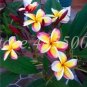 Fresh Hawaiian Plumeria Seed Frangipani Lei Egg Flower Mixed Colors Flore (Col:16)
