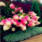 Fresh Strawberry Hydrangea Seeds Rose Pink and Khaki Bi color Flowers