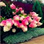 Fresh Strawberry Hydrangea Seeds Rose Pink and Khaki Bi color Flowers