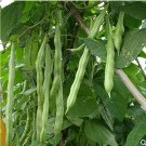 Fresh Green Bean Seeds Green Vegetables