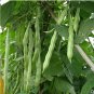 Fresh Green Bean Seeds Green Vegetables