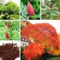Fresh Rare Rhus Typhina Seed Strong Adaptability Staghorn Sumac Tree