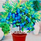 Fresh Rainbow Lemon Seed Dwarf Lime Tea Fruit s Garden Citrus Limon Tree (Color: 1)