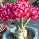 Fresh Desert Rose Seeds Rose Red Compact Flowers with White Centre