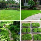 Fresh Irish Mosscourtyard Seed Sagina Subulata as Mox Moss floresling (Color: Green)