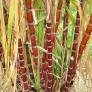 Fresh Sugar Cane Seed 100 Pcs/Bag Mix Colors FlowerVegetable Fruits Flores (Col:Brown)