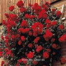 Fresh Rose Paul s Scarlet (Climbing) Hardy Shrub Seed Home Garden R01