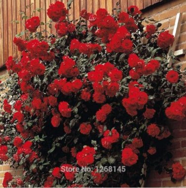 Fresh Rose Paul s Scarlet (Climbing) Hardy Shrub Seed Home Garden R01