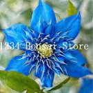 Fresh Exotic Seed Clemati (not Bulb) Clemati Florida Seed Flower Perennial Flowering