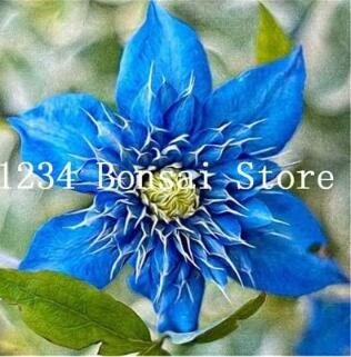 Fresh Exotic Seed Clemati (not Bulb) Clemati Florida Seed Flower Perennial Flowering
