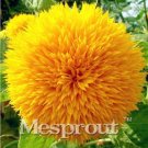 Fresh Teddy Bear Sunflowers Seed Helianthus annuus Seed flower Seed sunflower