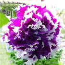 Fresh Petunia Seeds Double Purple Flowers Purple Black Petunia
