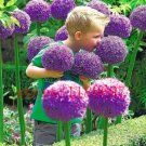 Fresh Giant Allium Globemaster Flower Plants Easy Growing Flower Long Blossoming Seeds