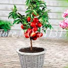 Fresh Sweet Peach Japan Nectarine Peach Tree Dwarf Bonanza Peaches Seed (Col:10)