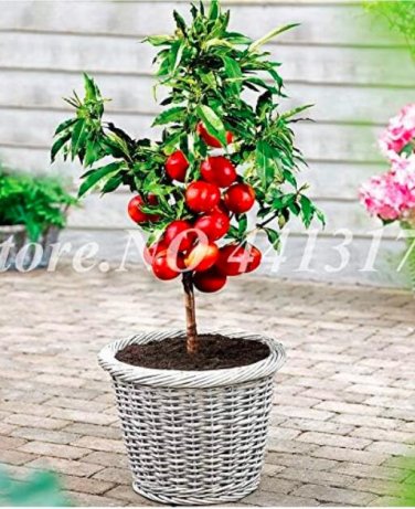 Fresh Sweet Peach Japan Nectarine Peach Tree Dwarf Bonanza Peaches Seed (Col:10)