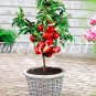 Fresh Sweet Peach Japan Nectarine Peach Tree Dwarf Bonanza Peaches Seed (Col:10)