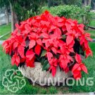 Fresh Barvinok Seed Beautiful Seed Rare Flower Seed Poinsettia Amaranth Home Garden
