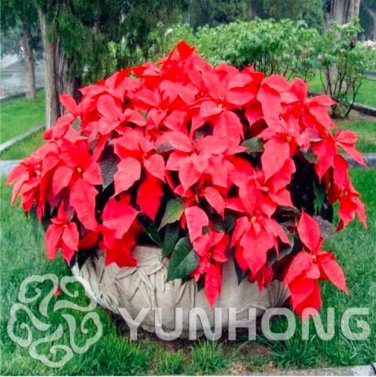 Fresh Barvinok Seed Beautiful Seed Rare Flower Seed Poinsettia Amaranth Home Garden
