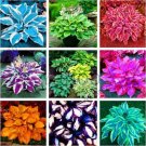Fresh Colorful hosta flores Seed flower as Coleus genus potted decor (Color: MIX)