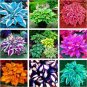 Fresh Colorful hosta flores Seed flower as Coleus genus potted decor (Color: MIX)