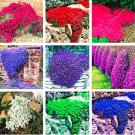 Fresh Rock CRESS Ground Cover Seed Creeping Thyme Flower Seed Carpet Evergreen Lawn