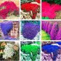 Fresh Rock CRESS Ground Cover Seed Creeping Thyme Flower Seed Carpet Evergreen Lawn