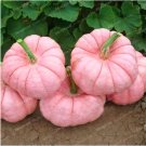 Fresh Pink Pumpkin Seed Halloween Pumpkin Seed Vegetables Nutrient rich Food Edible