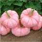 Fresh Pink Pumpkin Seed Halloween Pumpkin Seed Vegetables Nutrient rich Food Edible