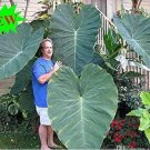 Fresh Giant Elephant Ear Plant Fresh Colocasia Gigantea Huge Foliage Seeds