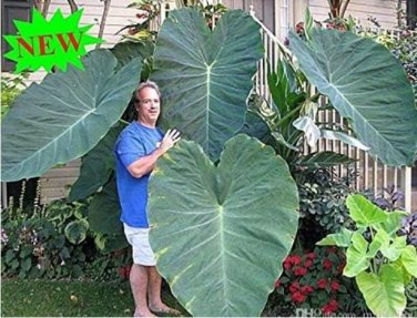 Fresh Giant Elephant Ear Plant Fresh Colocasia Gigantea Huge Foliage Seeds